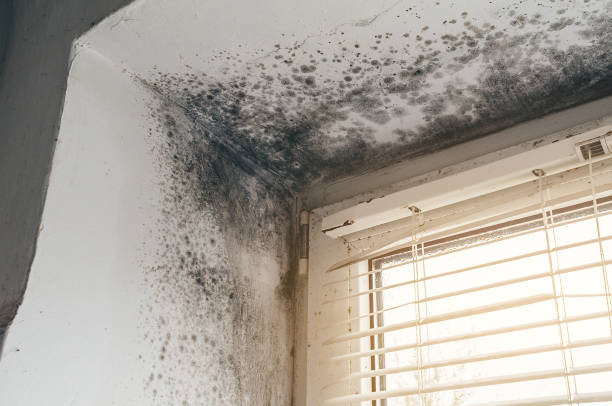 Affordable Black Mold Remediation solutions in Afton, MN